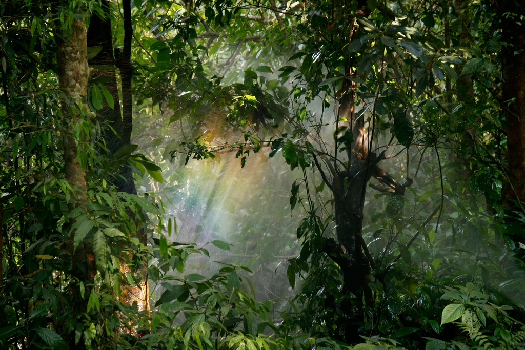 The Green (Rainy) Season in Panama: What to Expect